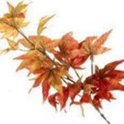 Japanese Maple Leaf Spray Red Orange 