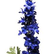 Delphinium Purple