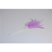 Narrow Feathers  Lilac