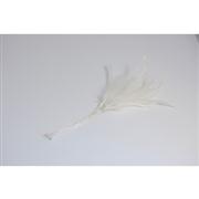 Narrow Feathers  Ivory