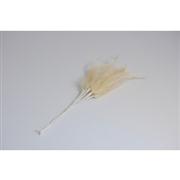 Narrow Feathers  Champagne