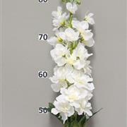 Delphinium White