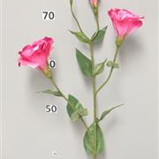 Lisianthus Fushia