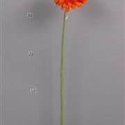 Gerberas Orange x 12 
