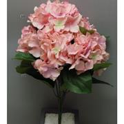 Hydrangea Pink
