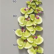 Phaleanopsis Batida Green