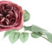 Garden Rose Dusty Pink