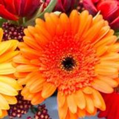 Gerbera x 25