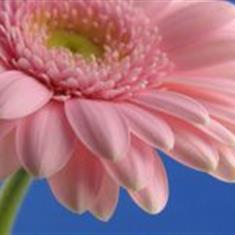 Pink Gerbera x 25