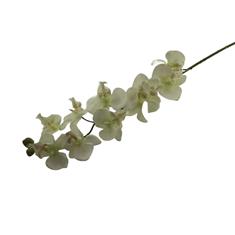 Premium Orchid Spray cream