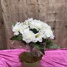 White Silk Bush