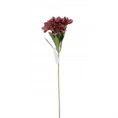 Alstroemeria Spray Burgundy 