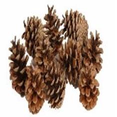 PINE CONE 10KG