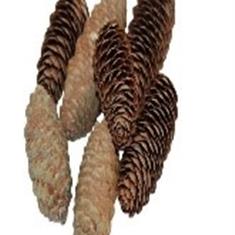Pinecone Spruce 150g 