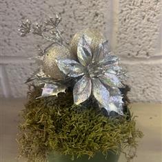 Xmas Picks Champagne x12