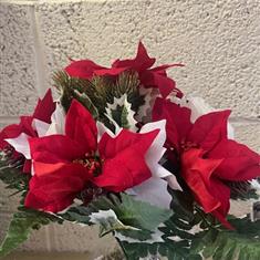 Xmas Bush Poinsettia Pine