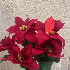 Velvet Poinsettia Bush X9