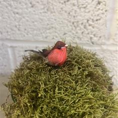 Mini Robin (12 per pk)